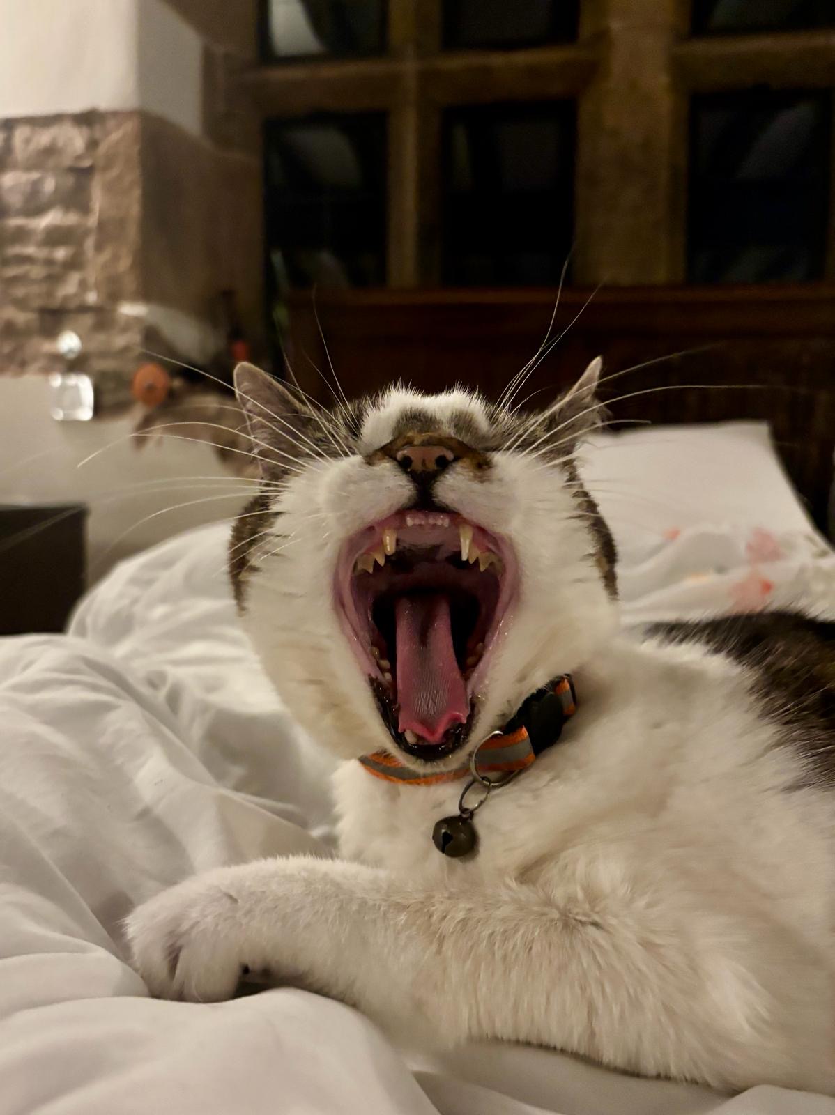 Claws mid-yawn, full threat display
