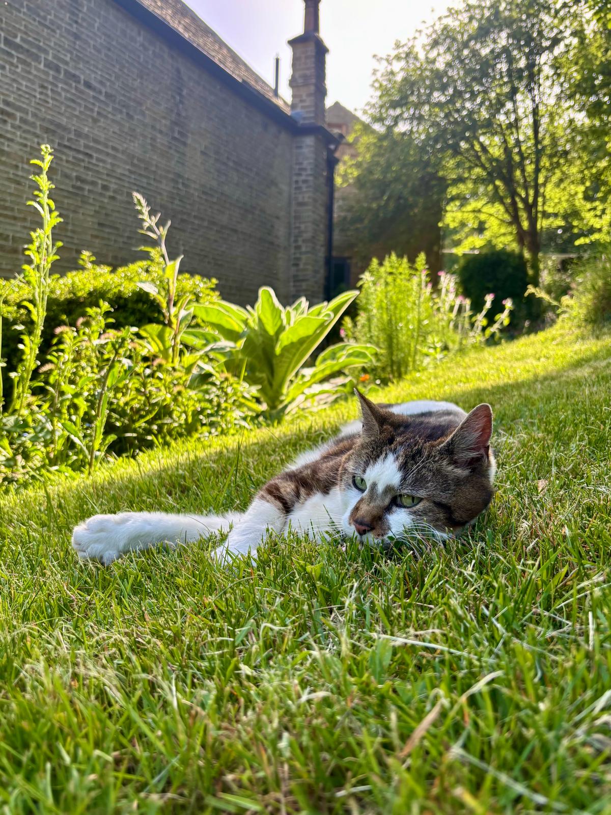 Claws in the garden, low to the ground