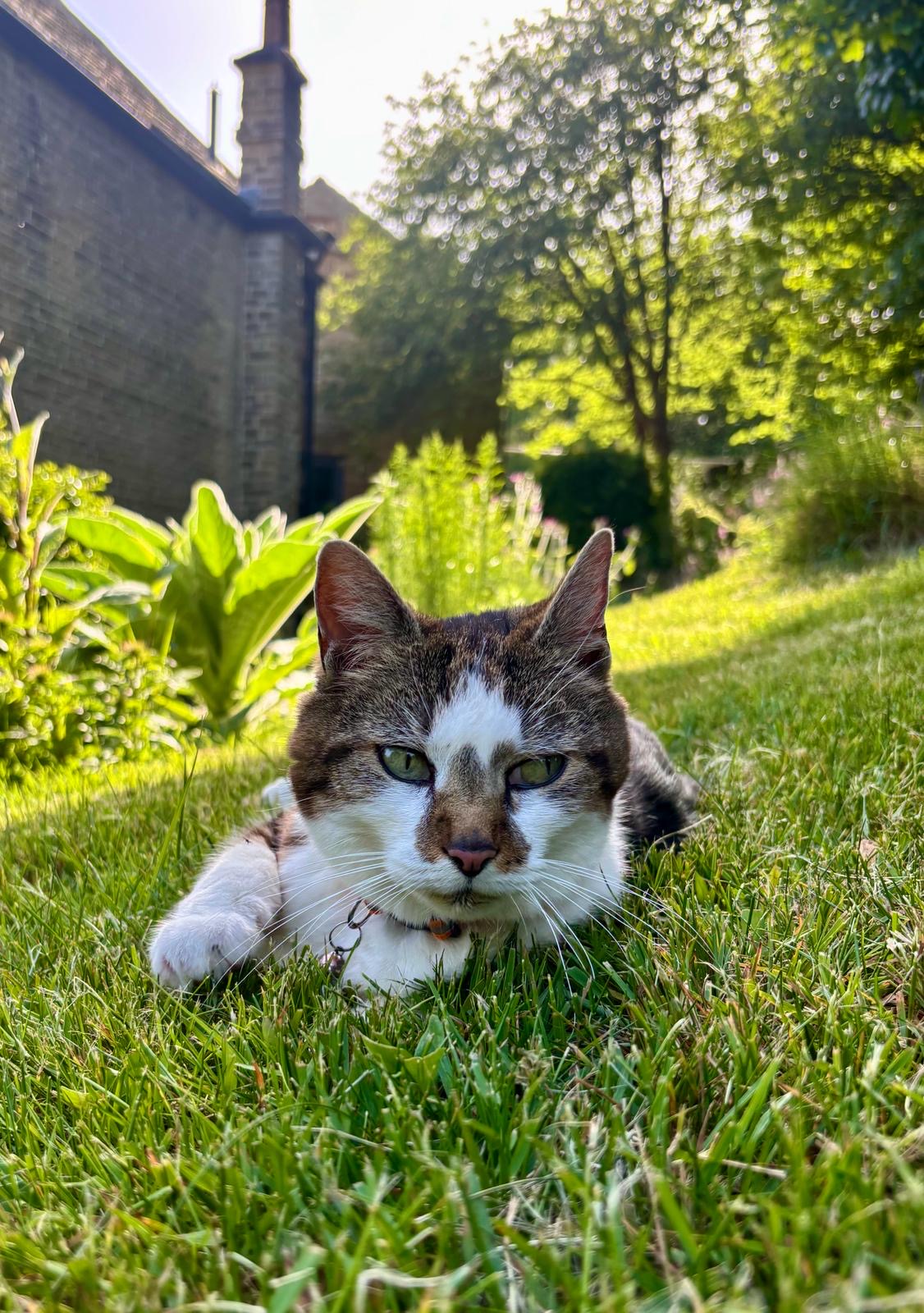 Claws in the garden, murder eyes