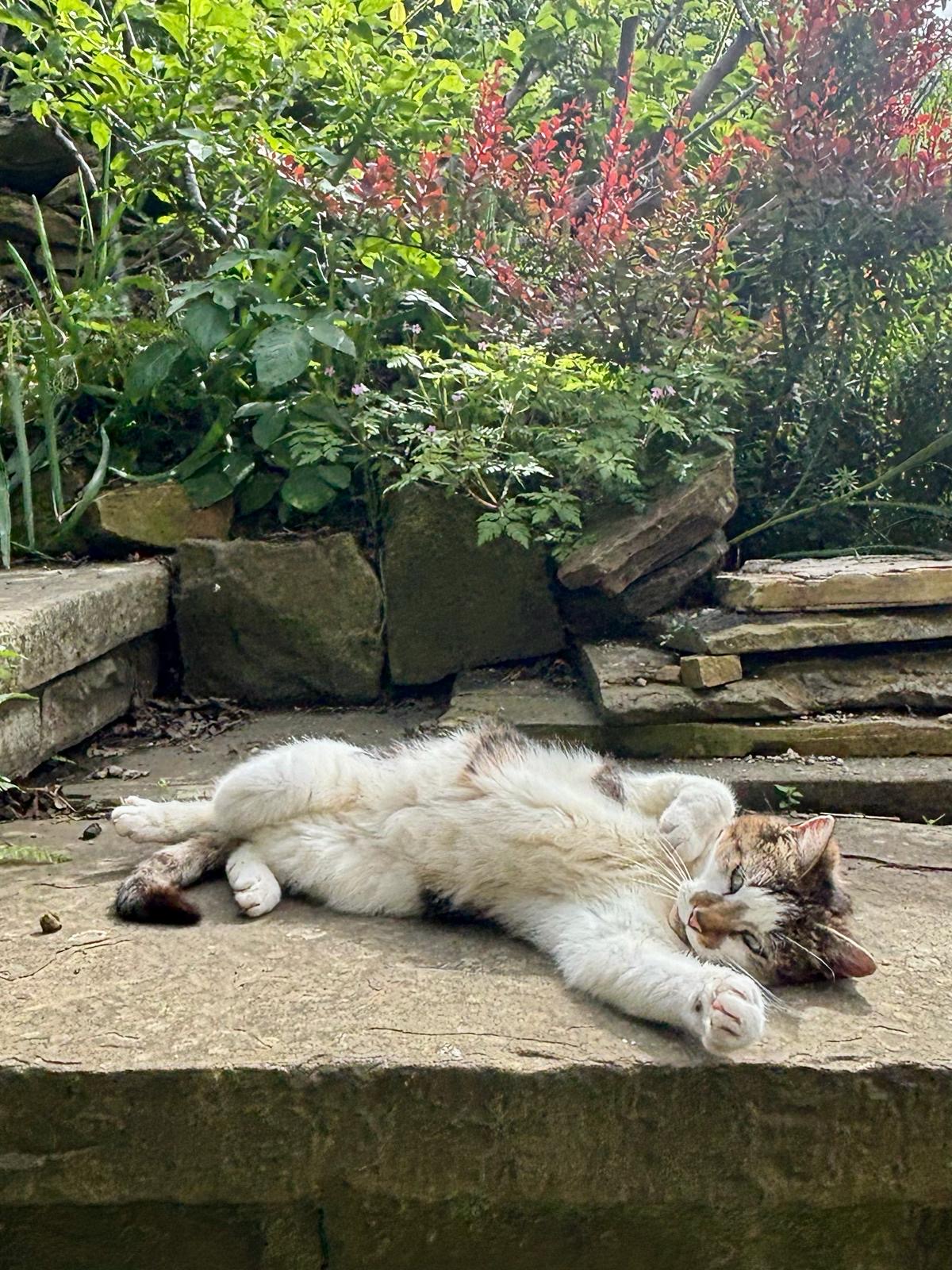 Claws flopped out on the garden steps